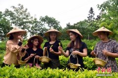 茶学研究者在安徽探讨“中国茶如何更好走向世界”